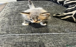 Mixed Breed cats for sale: 1x Boy and 1x Girl Kitten For Sale - Image 3