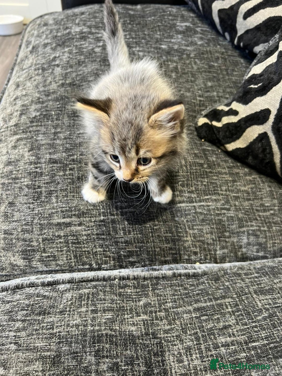 Mixed Breed cats for sale: 1x Boy and 1x Girl Kitten For Sale - Image 3