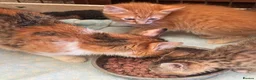 Mixed Breed cats for sale: Kittens  - Advert 5
