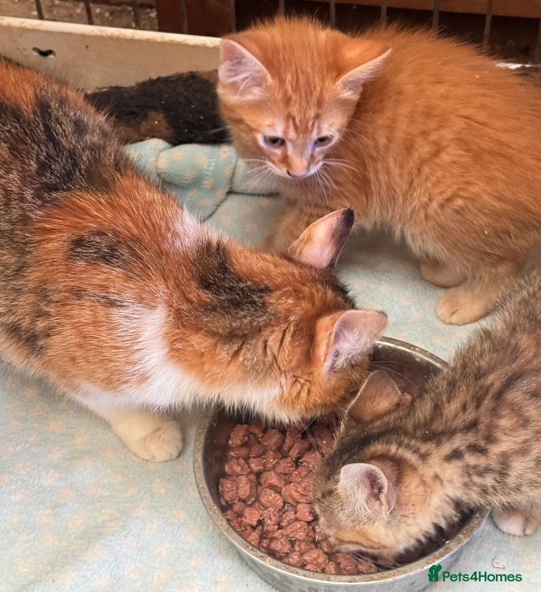 Mixed Breed cats for sale: Kittens  - Advert 5