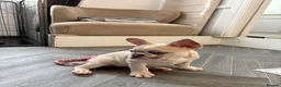 French Bulldog dogs for sale: French bulldog puppies are ready for a new home  - Advert 15