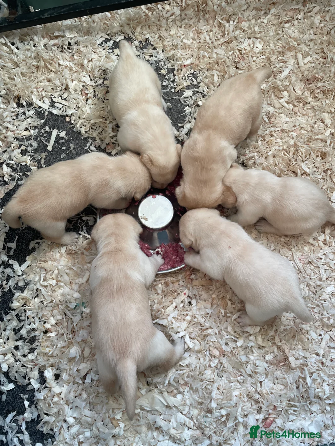 Labrador Retriever dogs for sale: Super chunky puppies - Advert 2
