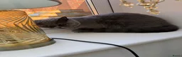 British Shorthair cats for sale: British shorthair cat for sale in Enfield - Advert 2