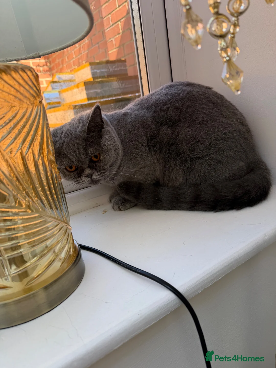 British Shorthair cats for sale: British shorthair cat for sale in Enfield - Advert 2