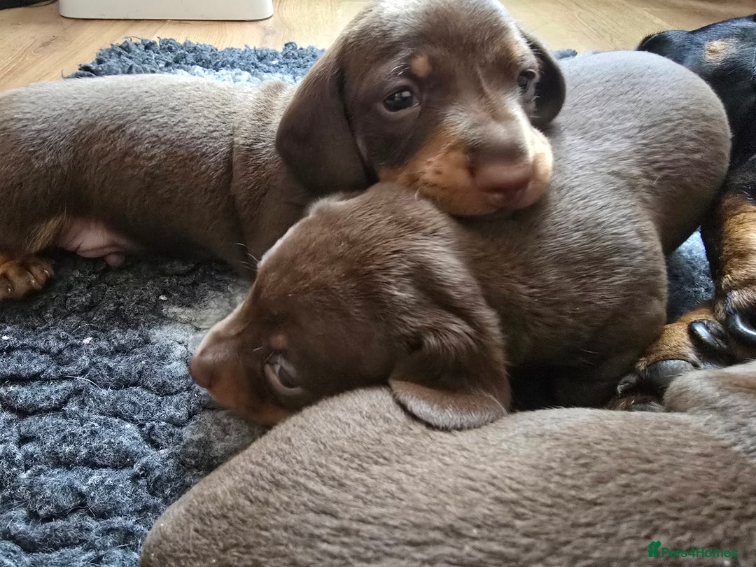 Miniature Dachshund dogs for sale: Miniature Dachshund Smooth - Image 7