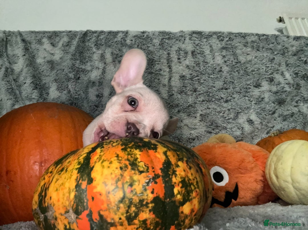 French Bulldog dogs for sale: French Bulldog pups - Advert 12