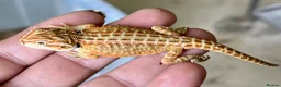 Bearded Dragon reptiles for sale: Red hypo trans Genetic Stripe Bearded Dragons - Advert 11