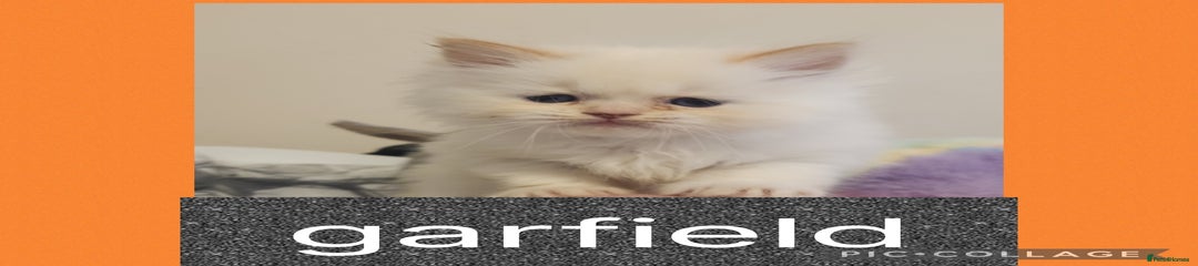 Ragdoll Kitten 1