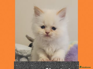Ragdoll cats - Advert 7