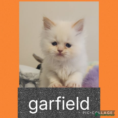 Ragdoll cats - Advert 9