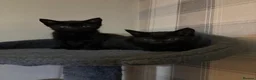 Mixed Breed cats for sale: 3 lovely little female kittens for sale 🐈‍⬛ - Advert 5