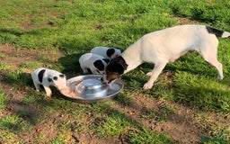 Jack Russell dogs for sale: Traditional Smooth coated Jack Russells - Image 5