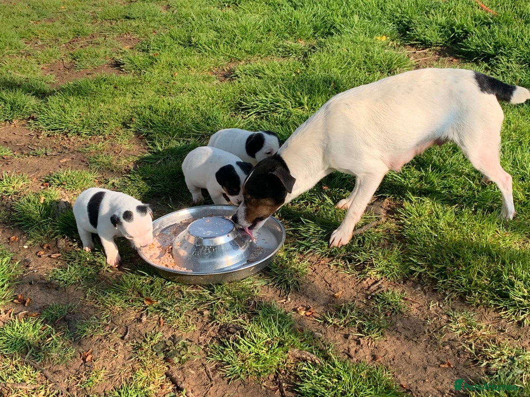 Jack Russell dogs for sale: Traditional Smooth coated Jack Russells - Image 5