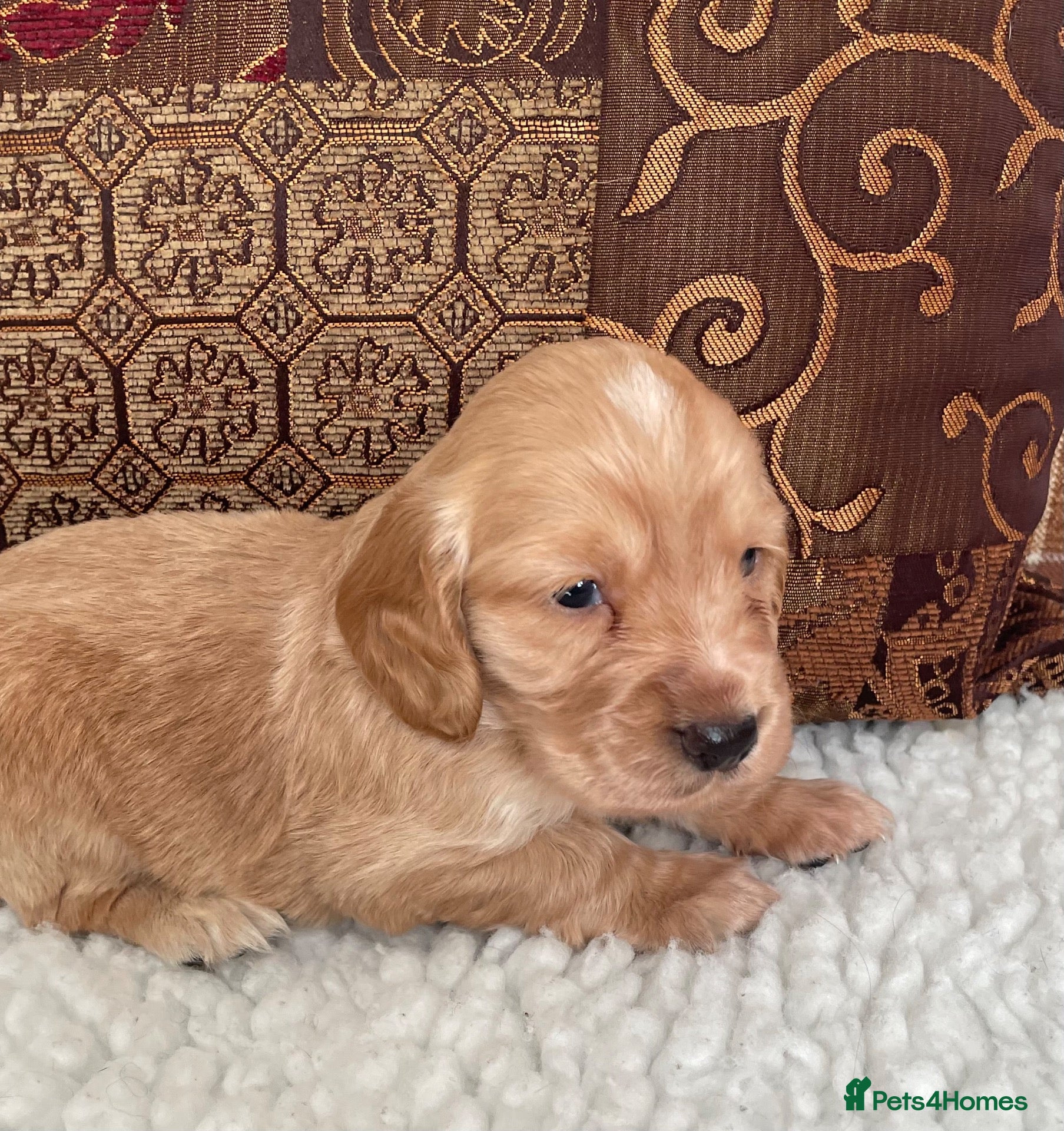 Cocker Spaniel dogs Beautiful litter of cocker spaniel puppies 🐾 - Advert 2