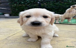 Golden Retriever dogs for sale: Stunning Golden Retriever puppies 🐾 - Image 30