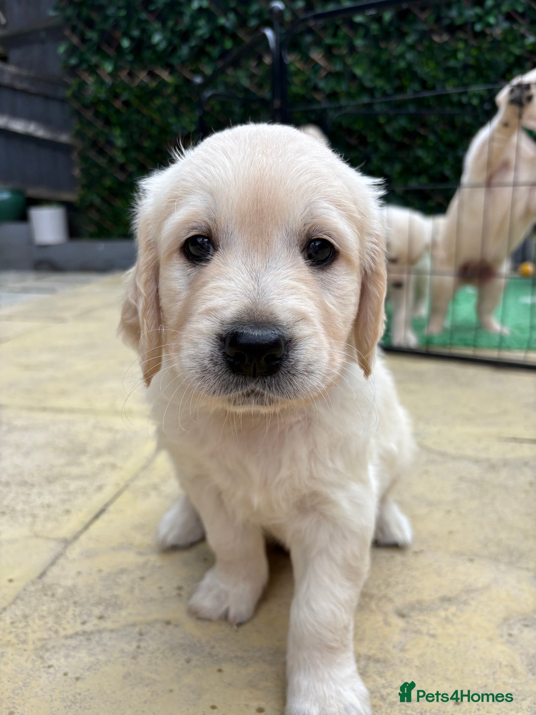 Golden Retriever dogs for sale: Stunning Golden Retriever puppies 🐾 - Image 30