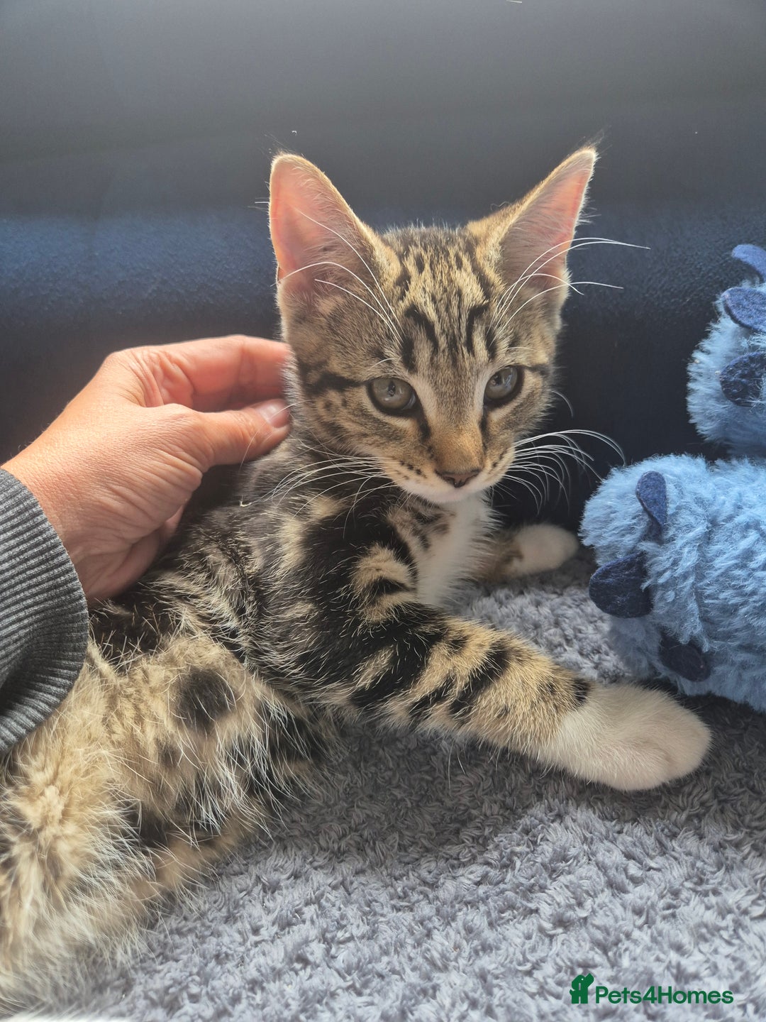 British Shorthair cats for sale: 2 kittens looking for forever homes - Image 3