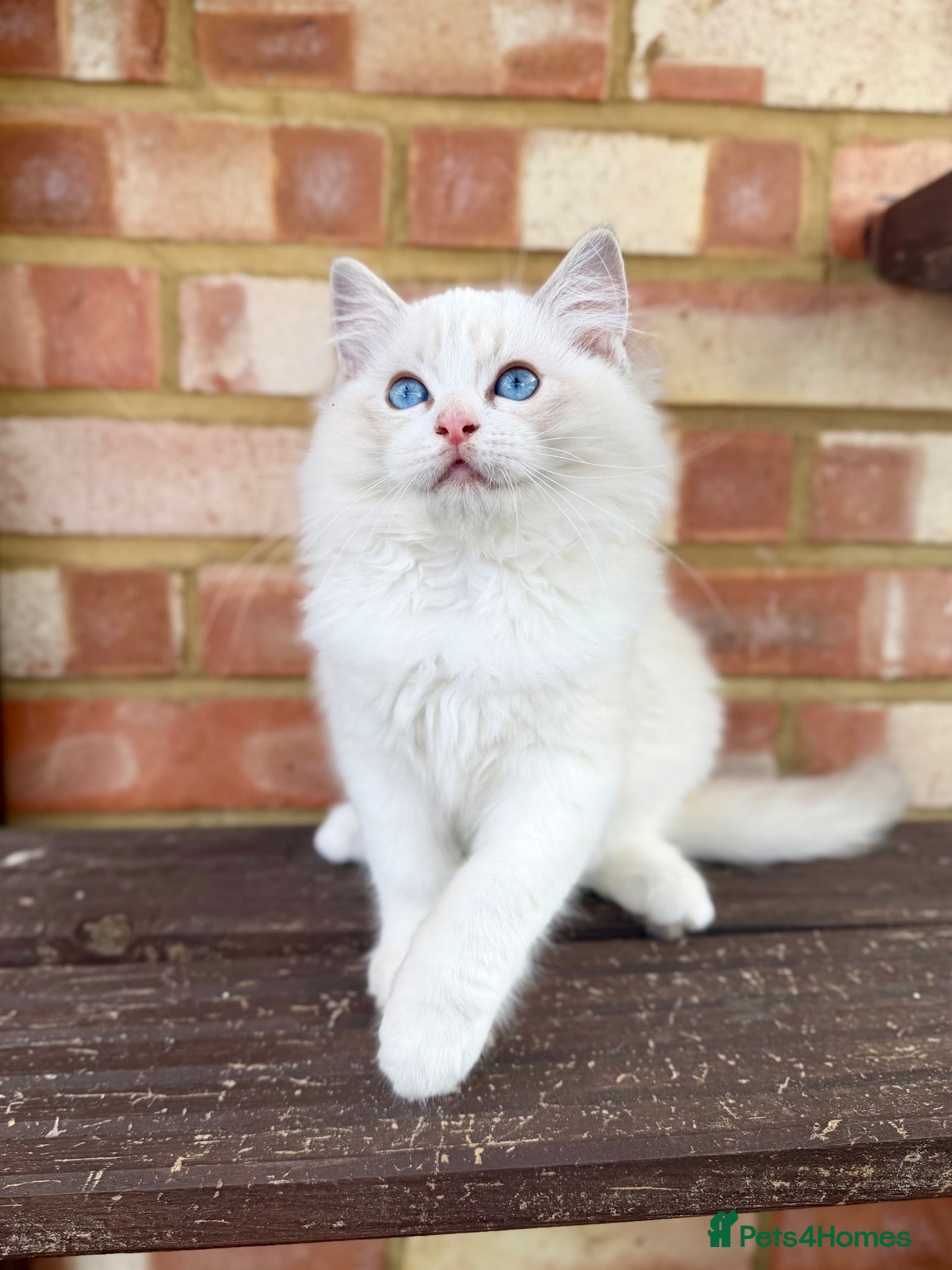 Ragdoll cats TICA registered ragdoll kittens from champions - Advert 2