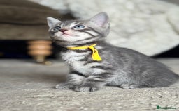 Bengal cats for sale: bengal cross kittens  - Image 3