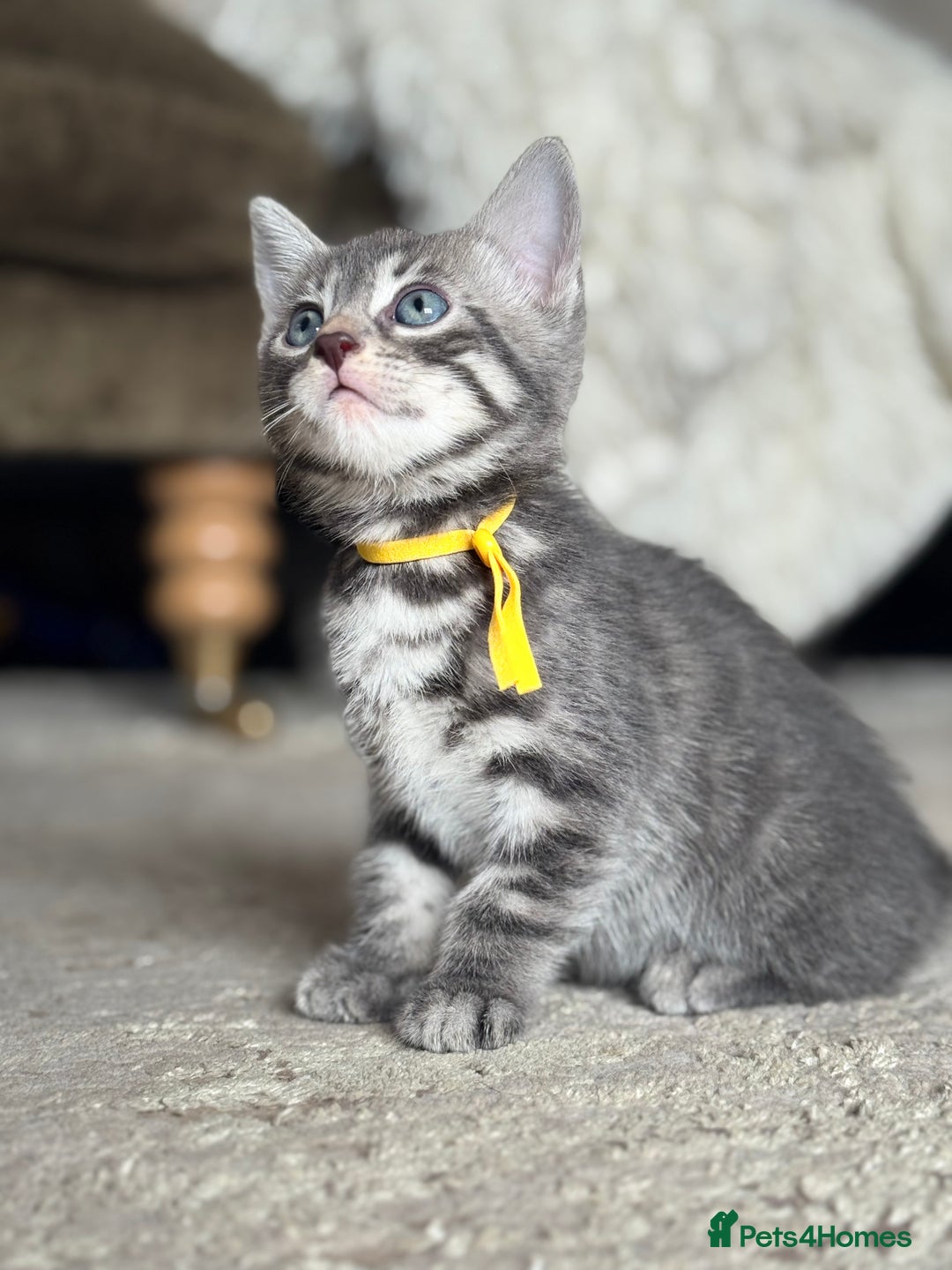 Bengal cats for sale: bengal cross kittens  - Image 3