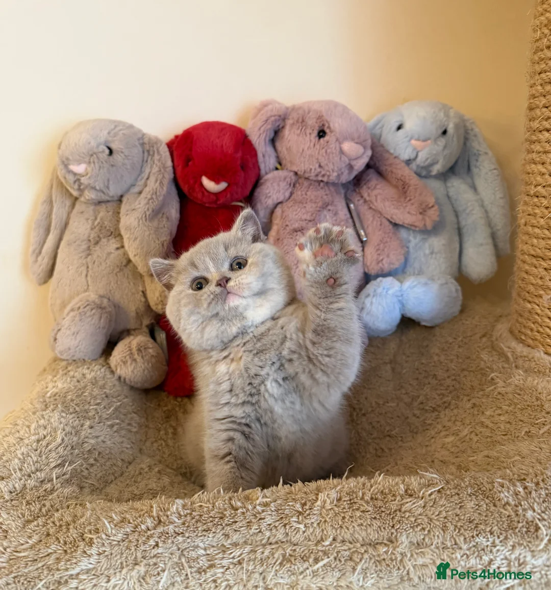 British Shorthair cats for sale: Lilac Tortie British Shorthair Female - Advert 6