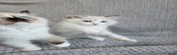 Ragdoll cats for sale: Registration Ragdoll kittens  - Advert 5