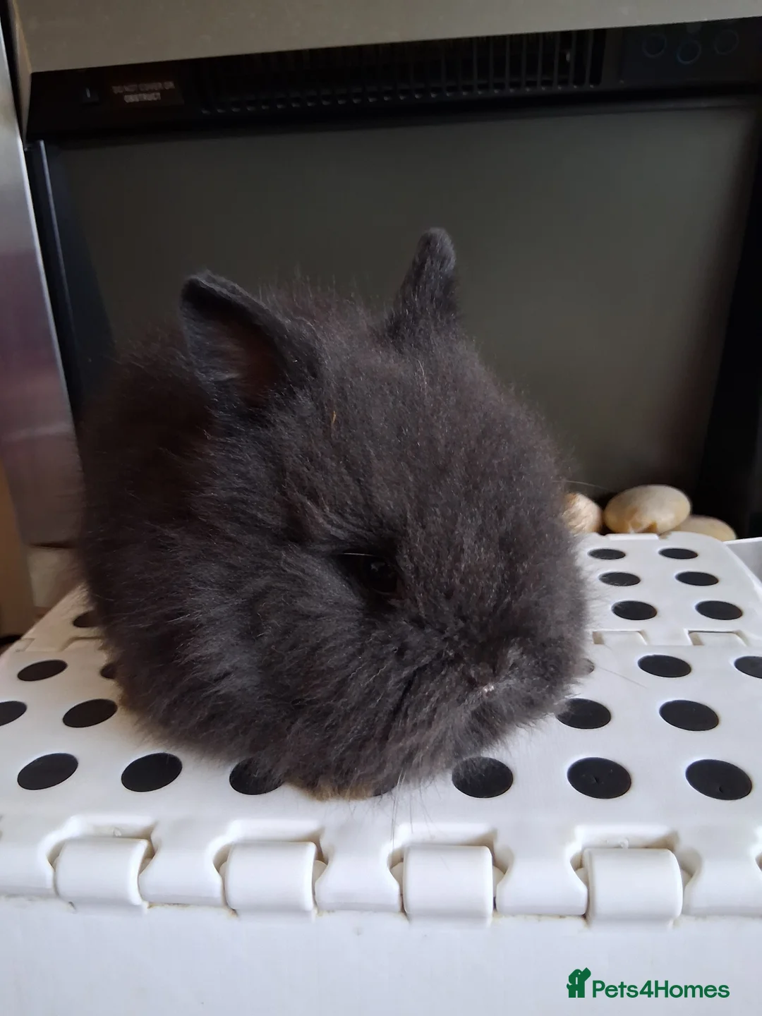 Lionhead rabbits for sale: Lionhead Baby Bunnies  - Advert 5