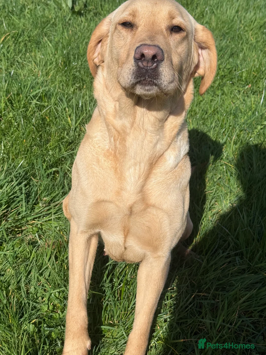 Labrador Retriever dogs for sale: Female Golden Labrador  - Advert 3