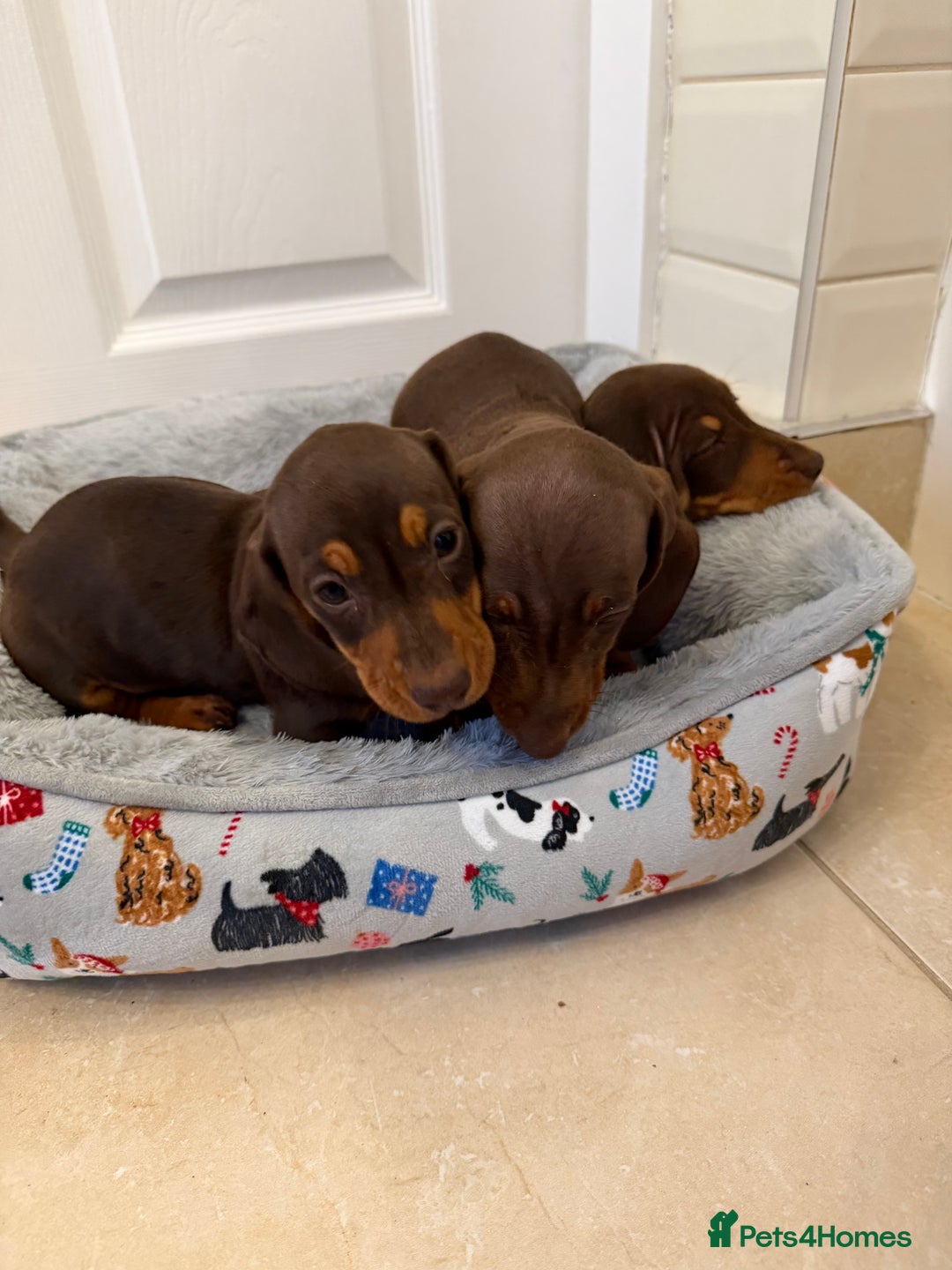 Miniature Dachshund dogs for sale: Miniature chocolate n tan dachshunds - Advert 4