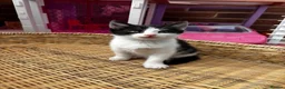 Mixed Breed cats for sale: Female Kittens - Advert 5