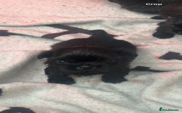 Shih Tzu dogs for sale: RARE solid black American imperial  - Advert 1