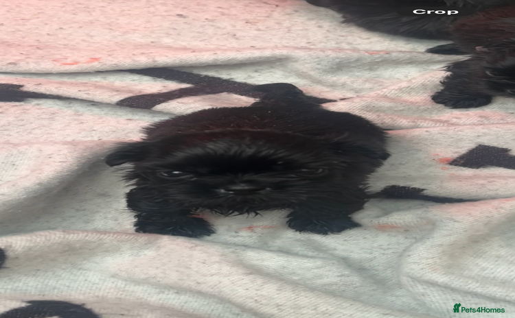 Shih Tzu dogs RARE solid black American imperial  - Advert 1