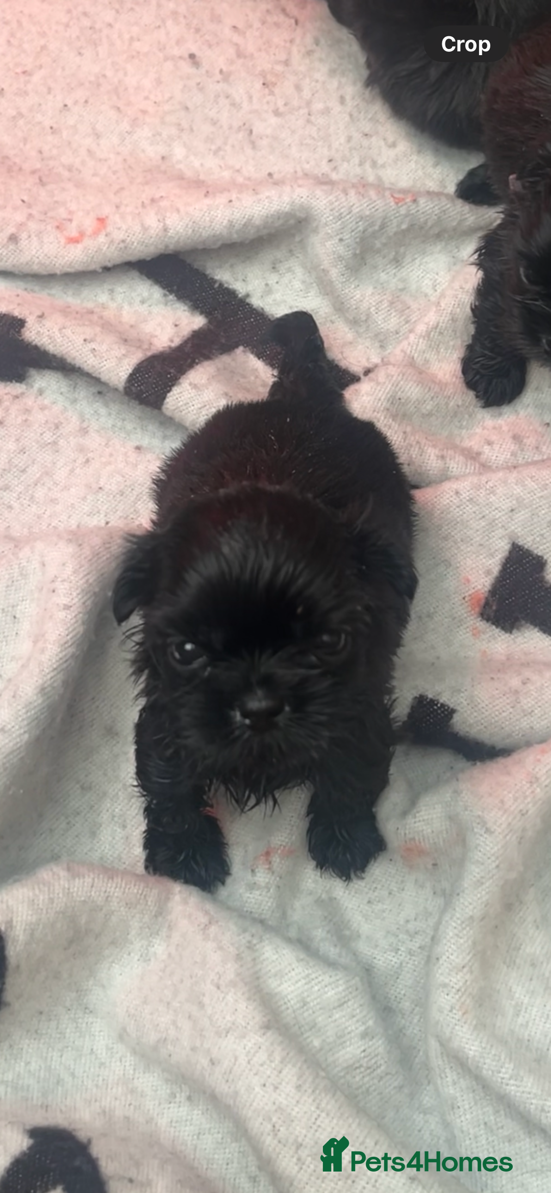 Shih Tzu dogs for sale: RARE solid black American imperial  - Advert 1