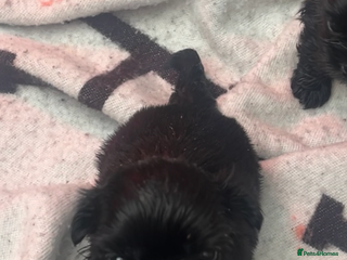 Shih Tzu dogs RARE solid black American imperial - Advert 5