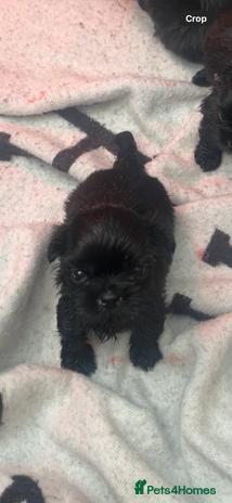 Shih Tzu dogs RARE solid black American imperial - Advert 1