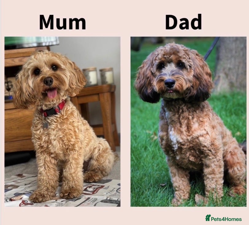 Cockapoo dogs FINAL 2! F2 Toy cockapoo -1 boy & 1 Girl - Advert 2