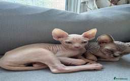Sphynx cats for sale: Sphynx kittens - Image 9