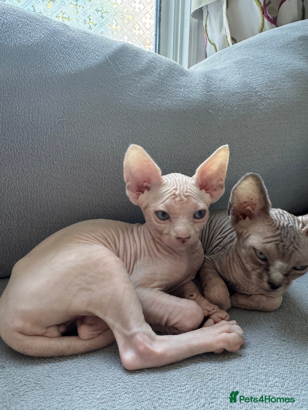 Sphynx cats for sale: Sphynx kittens - Image 9