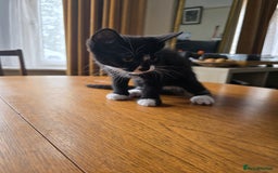 Mixed Breed cats for sale: 3 kittens £30 each - Image 2