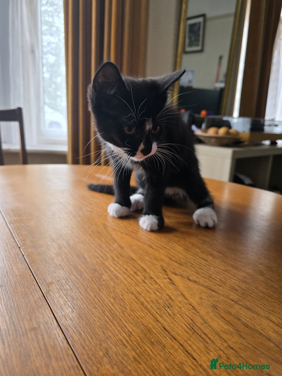 Mixed Breed cats for sale: 3 kittens £30 each - Image 2