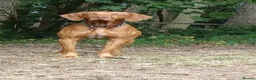Hungarian Vizsla dogs for stud: Proven Hungarian Viszla Stud - Strong litter of 7 in Chester-le-Street - Advert 8