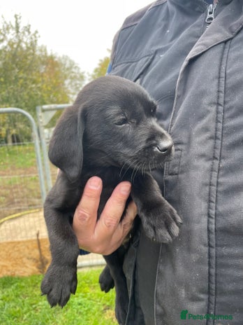 Labrador Retriever dogs Fox Red/ black Labrador puppies - Advert 7