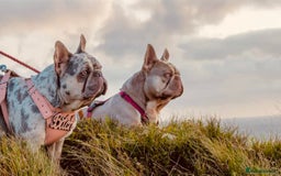 French Bulldog dogs for stud: KC New Shade Isabella Pied French Bulldog for STUD in Gunnislake - Image 10