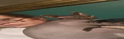 Sphynx cats for sale: Male sphynx  - Advert 2