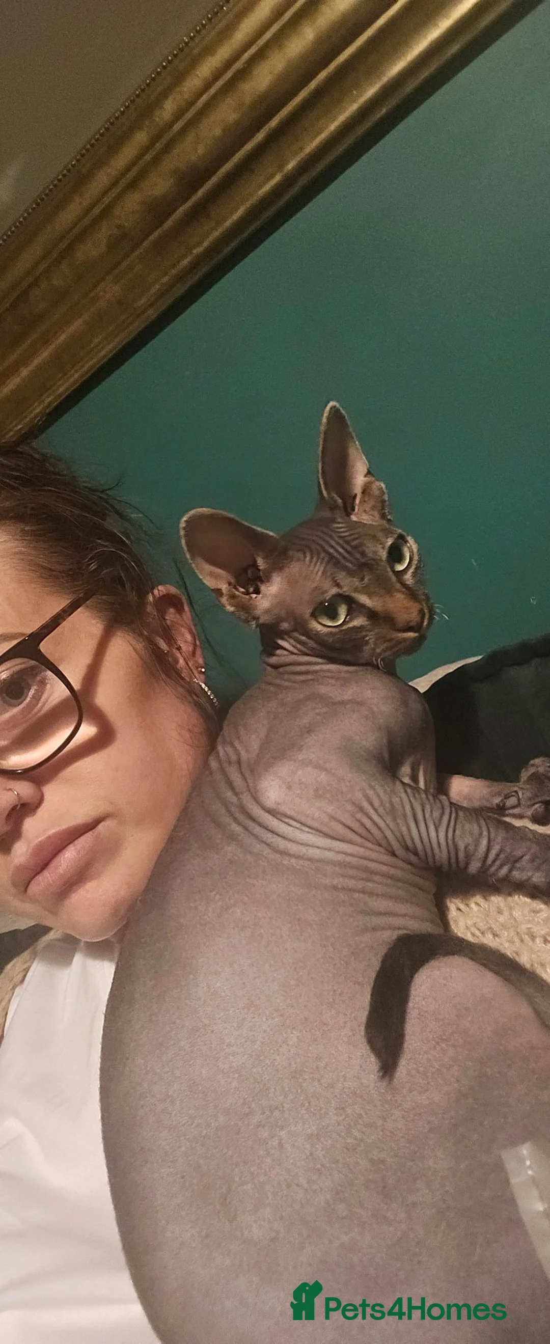 Sphynx cats for sale: Male sphynx  - Advert 2