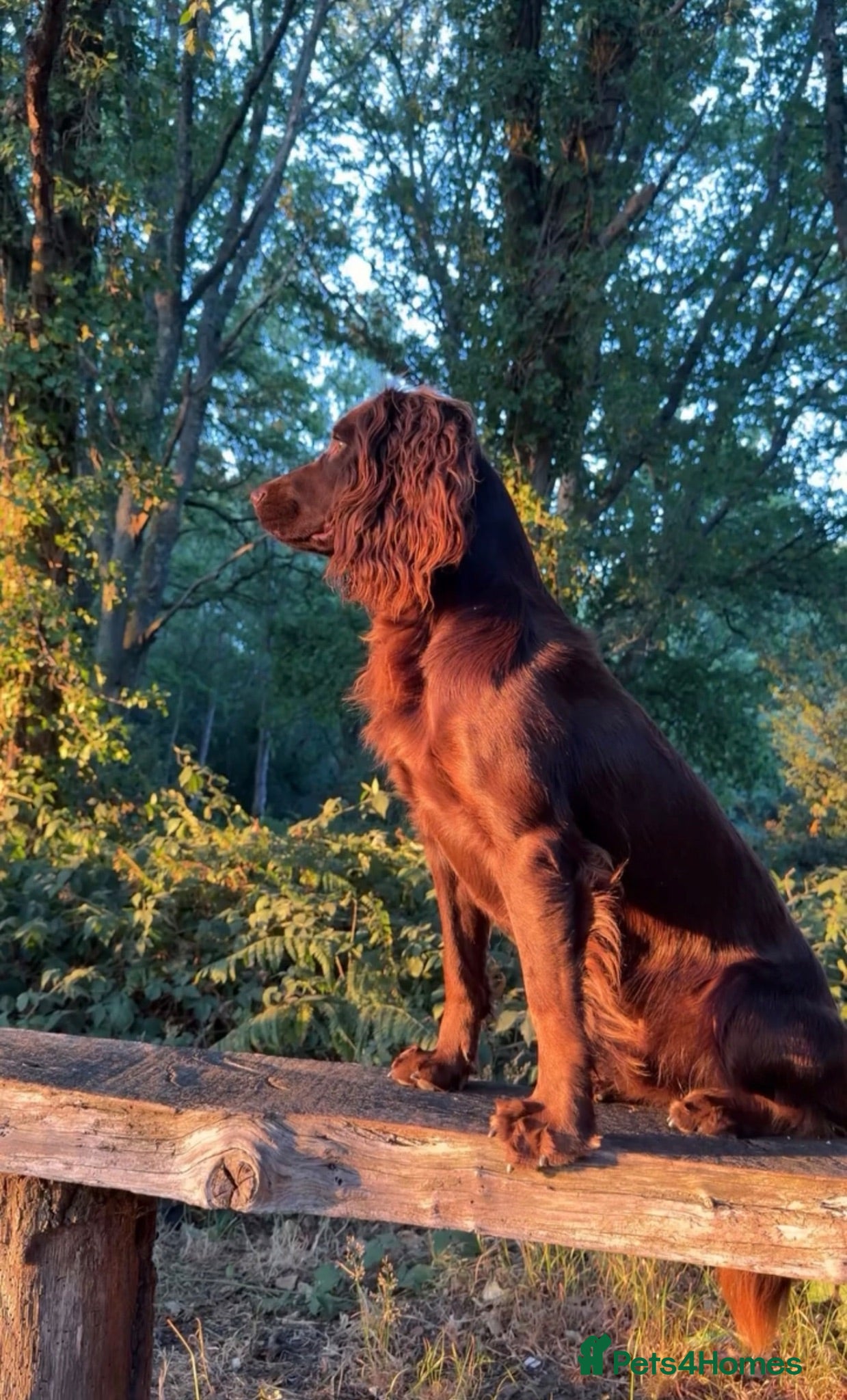 Cocker Spaniel dogs Working cocker at stud  - Advert 5