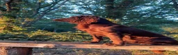 Cocker Spaniel dogs for stud: Working cocker at stud  in Sutton - Advert 1
