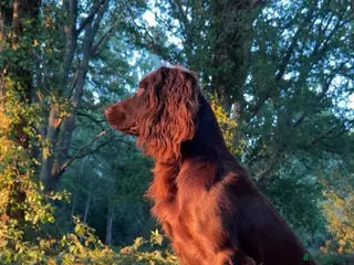 Cocker Spaniel dogs KC registered Working cocker at stud - Advert 1
