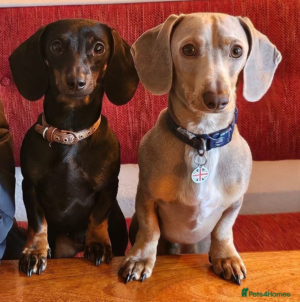 Miniature Dachshund dogs Miniature dashound male  - Advert 15