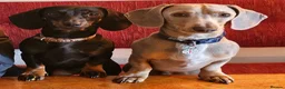 Miniature Dachshund dogs for sale: Miniature dashound male  - Advert 1